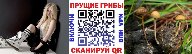 купить сайты Лабинск Псилоцибиновые грибы прущие грибы